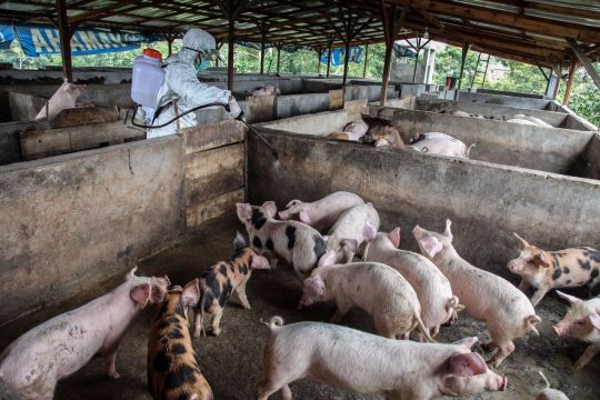 Indonesia investigates deaths of hundreds of pigs in Bali, Asia News ...