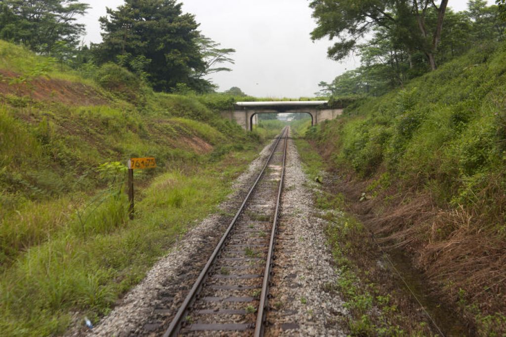 How the patch of Kranji woodland evolved, and was erroneously cleared ...