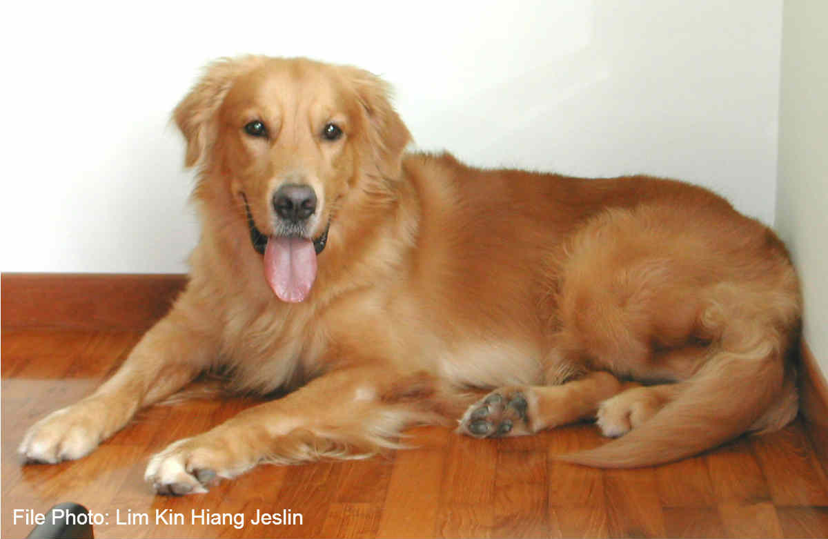 how much is a golden retriever in singapore