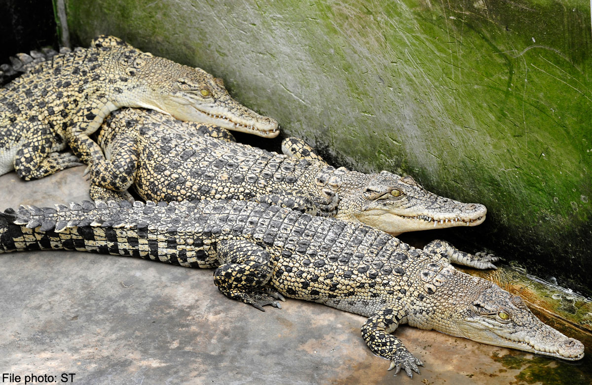 Crocodiles can climb trees: researchers, News - AsiaOne