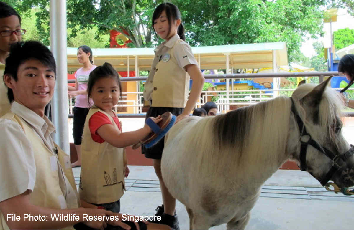 Zoo plans miniature horse parade, Singapore News - AsiaOne