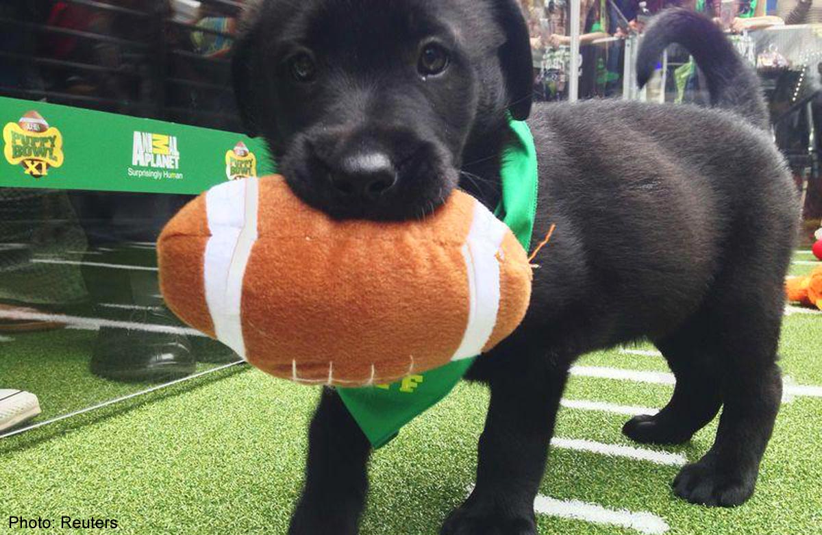 'Puppy Bowl' highlights cuteness, adoptions at Super Bowl