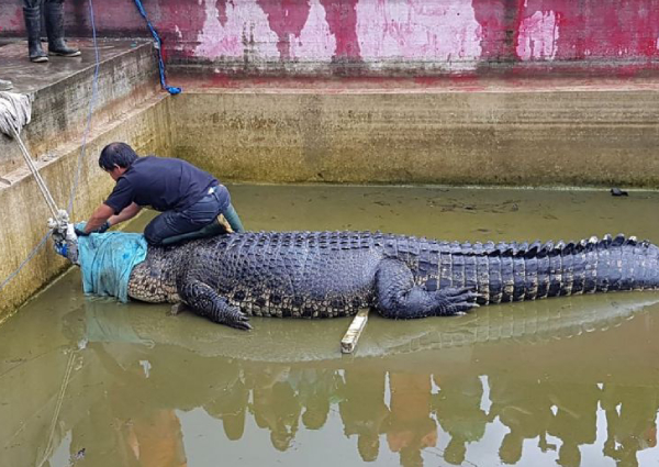 Indonesian woman mauled to death by her pet crocodile named 'Merry ...