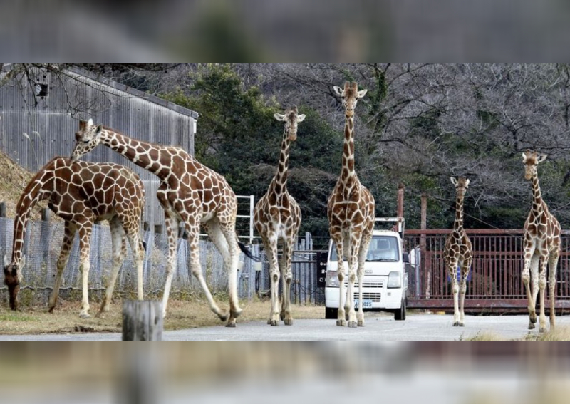 Commuting Giraffe Family Entertains Park Visitors In Japan Asia News Asiaone