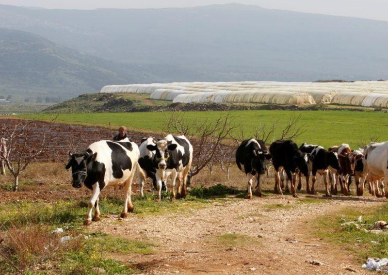 Lebanese Herders Israeli Military Row Over Cows Grazing Near Border World News Asiaone