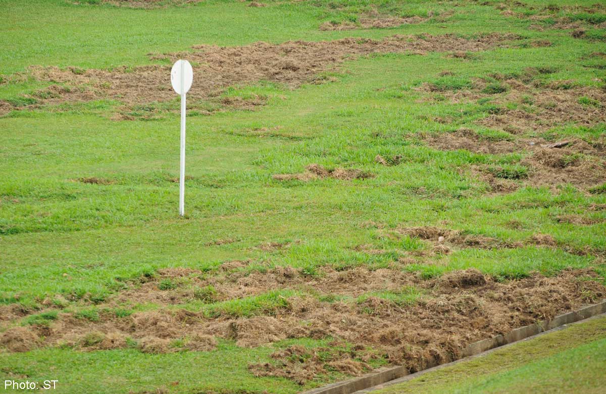 About 80 boars in Lower Peirce area culled, Singapore News ...