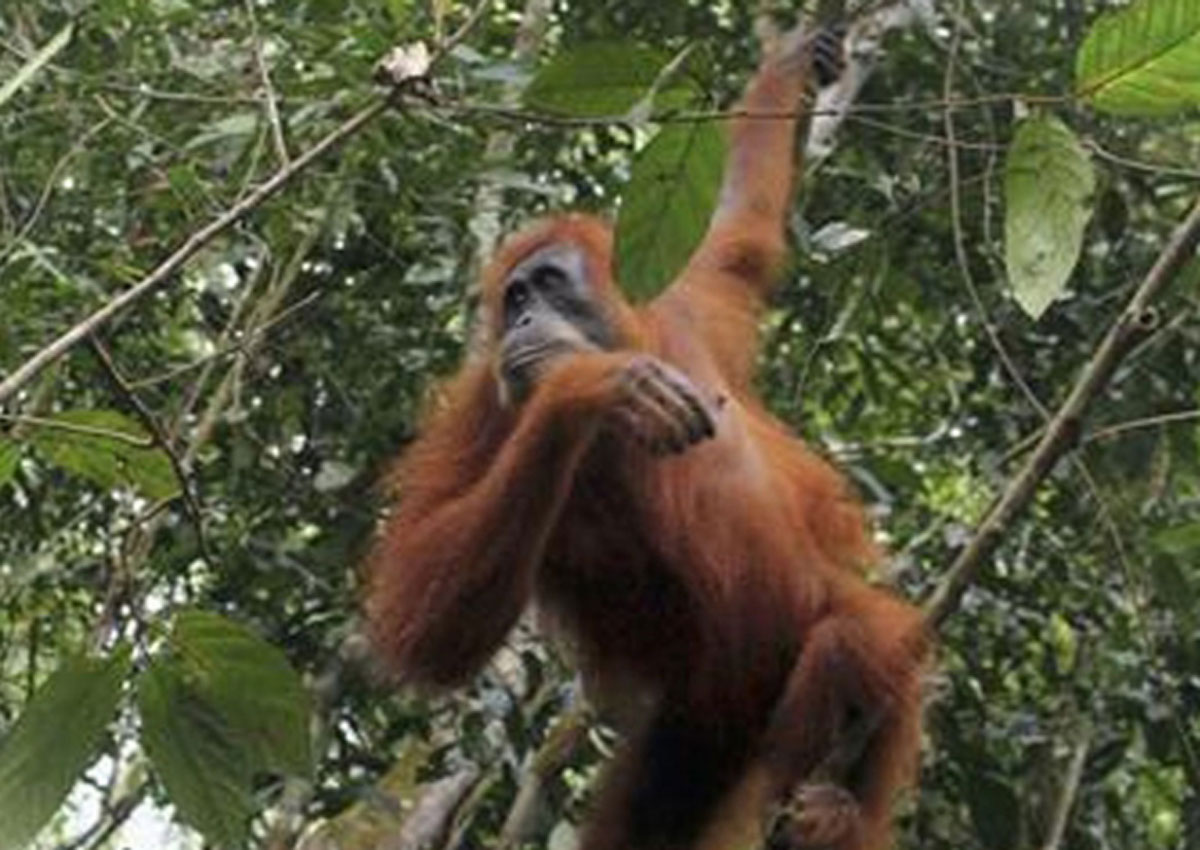  Orangutan  threatened with extinction due to habitat  loss  