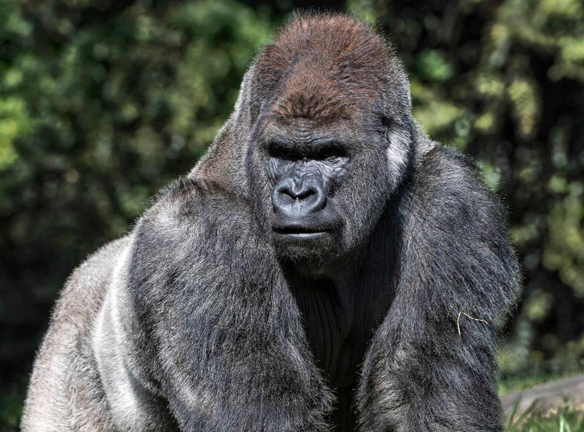 Mexican zoo shocked after beloved gorilla dies , World News - AsiaOne