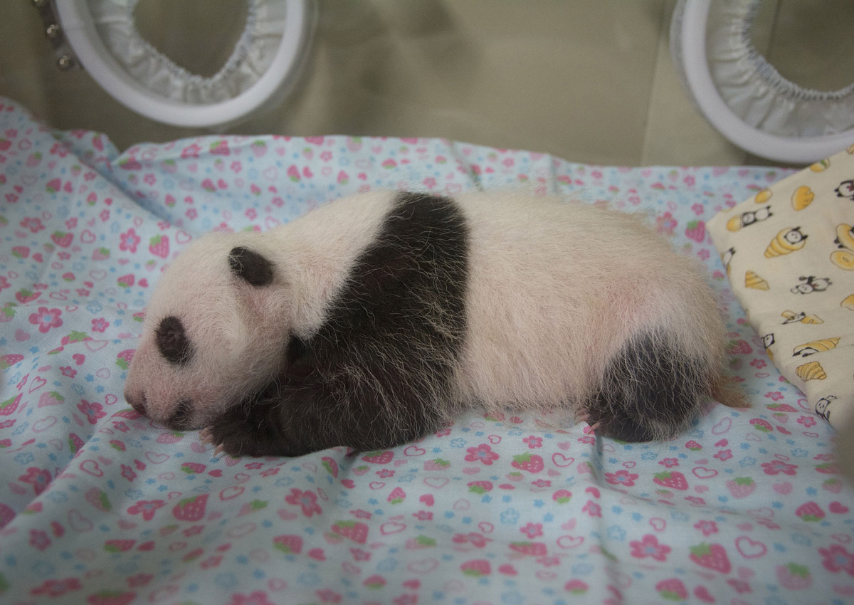 japan-baby-panda-healthy-after-30-days-asia-news-asiaone