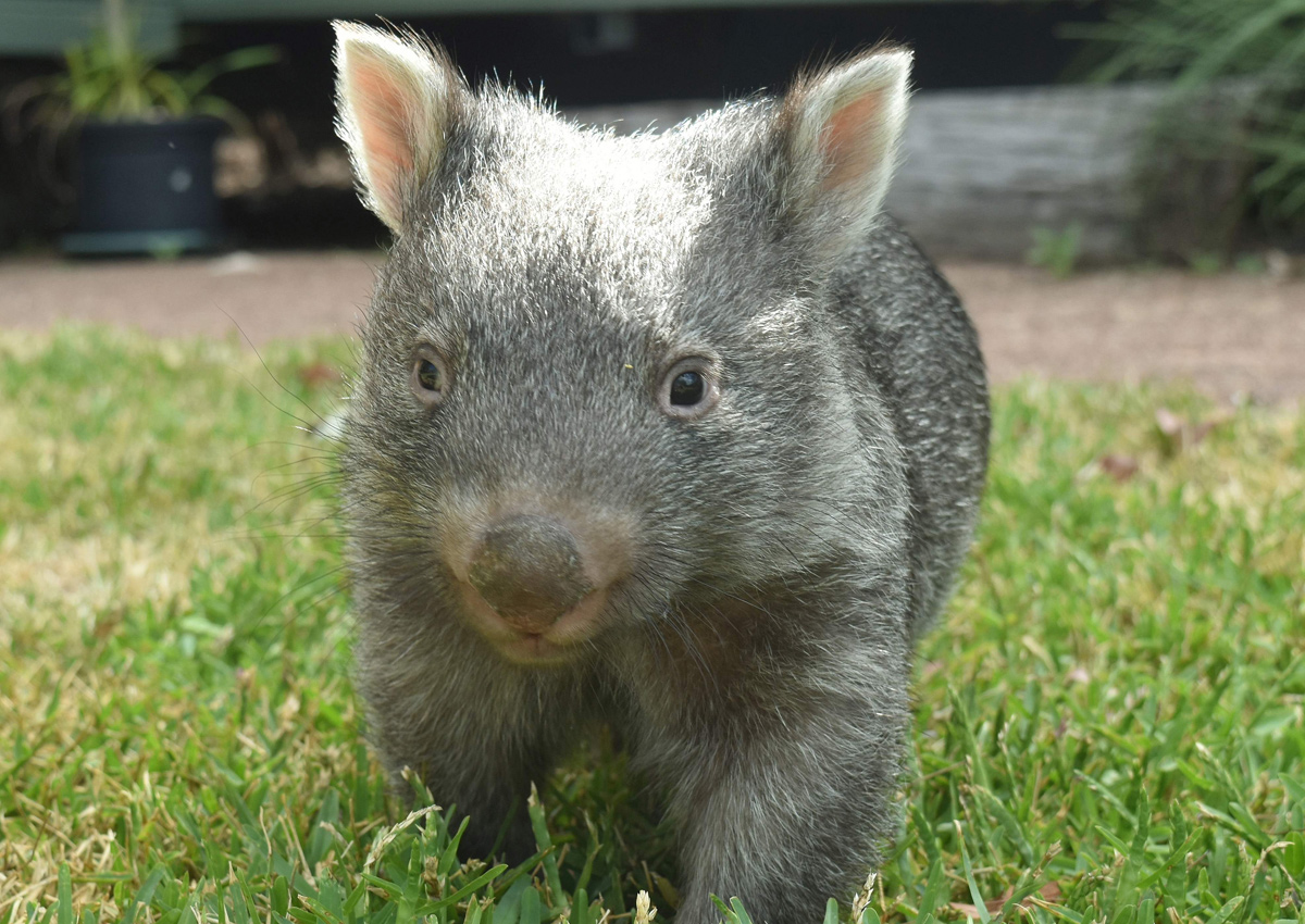 george the wombat living room