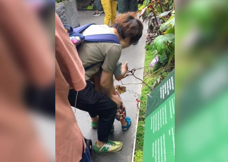 Clip Of Boy Peeing Into Plants At Gardens By The Bay Angers