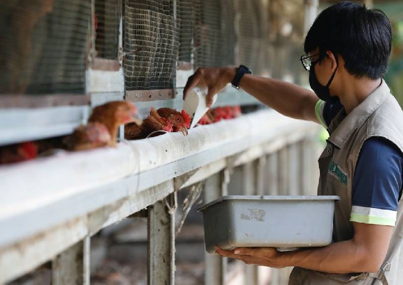 Indonesia starts delivering chicken to Singapore, Asia News - AsiaOne