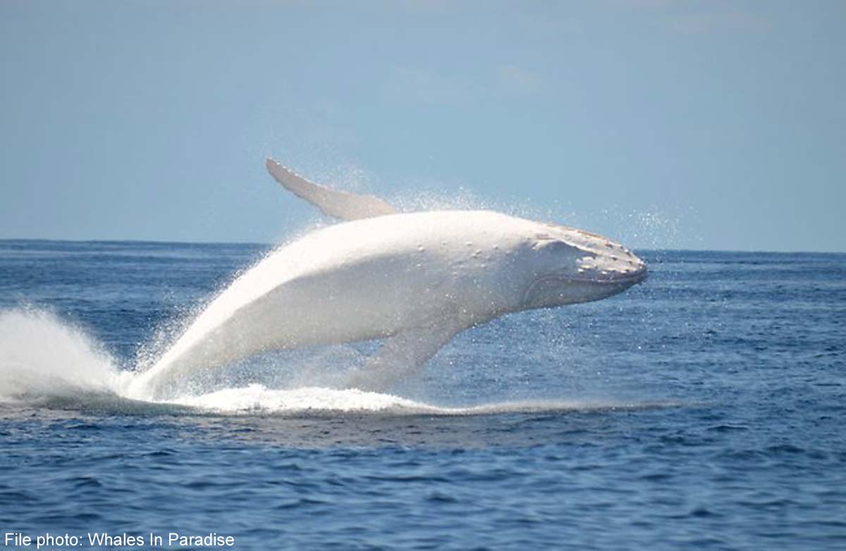 Rare white whale spotted off Sydney, World News - AsiaOne