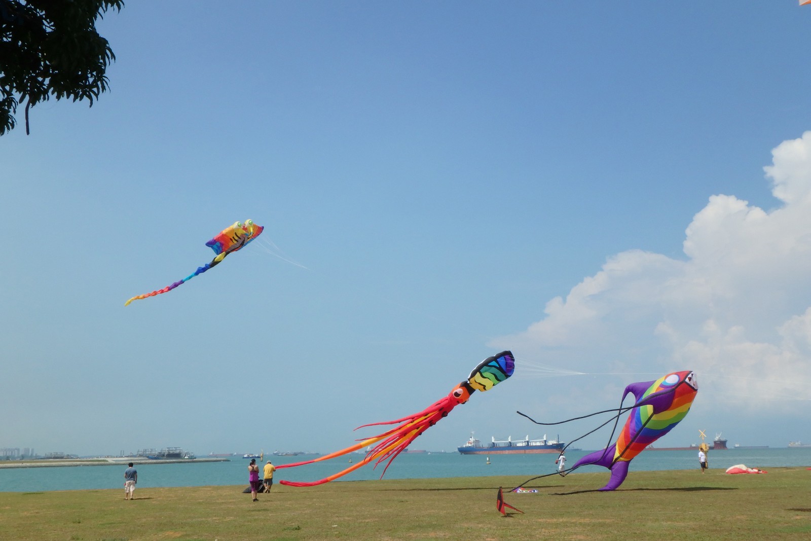 Kite crazy in Singapore, News AsiaOne