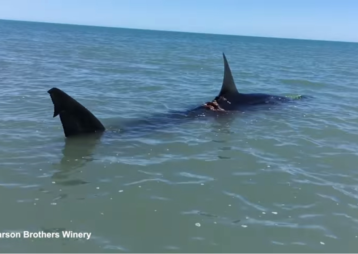 Man comes across massive injured great white in shallow waters, World ...