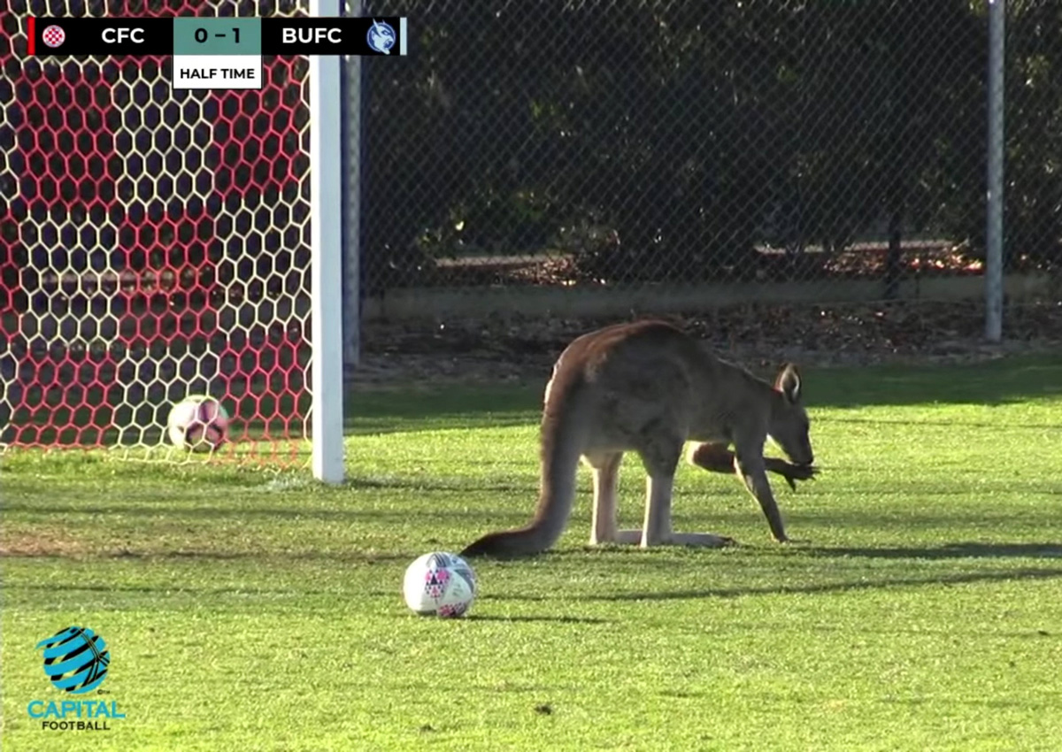 Kangaroo halts play in Australian football match, World News AsiaOne