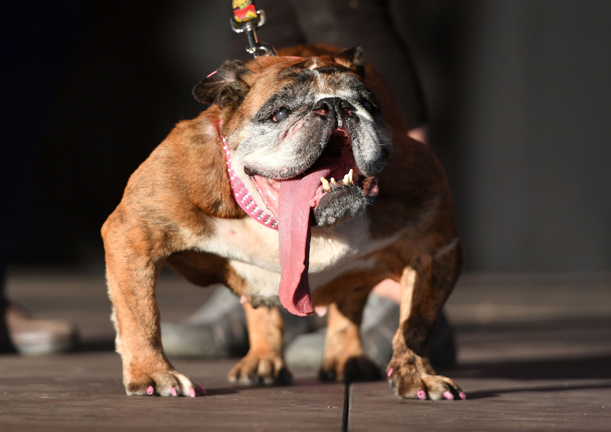 English Bulldog drools way to World's Ugliest Dog crown
