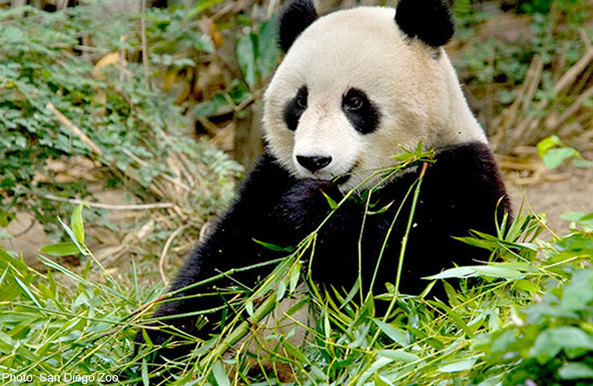 Pandas mate at San Diego Zoo, World News AsiaOne