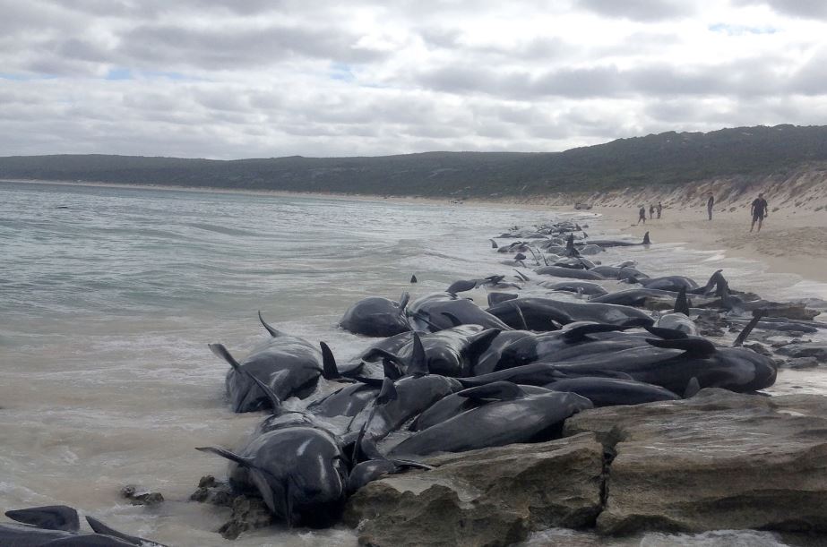 Whales Die After Mass Stranding In Australia, World News - AsiaOne