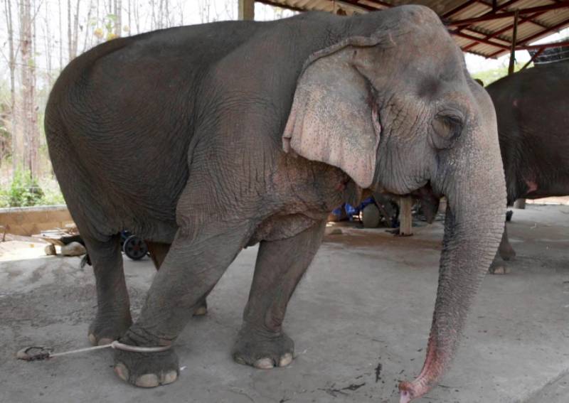 Hungry And In Chains Thailand S Tourist Elephants Face Crisis Asia News Asiaone