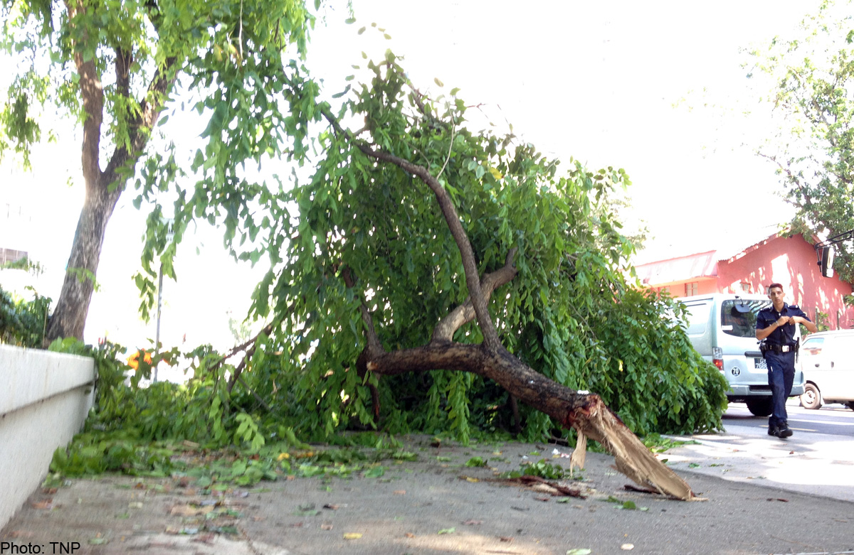 woman-pinned-under-tree-branch-unborn-baby-is-safe-singapore-news