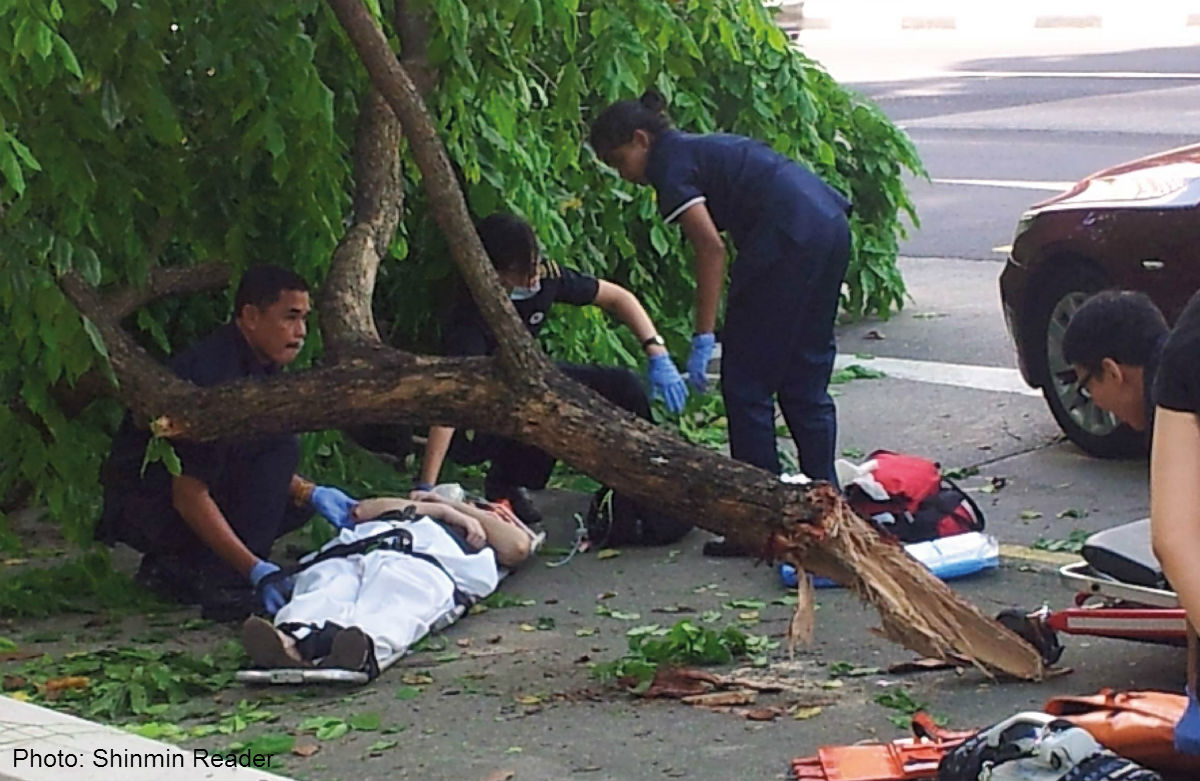 Woman Pinned Under 4m Long Tree Branch At Bendemeer Rd Suffers Bleeding