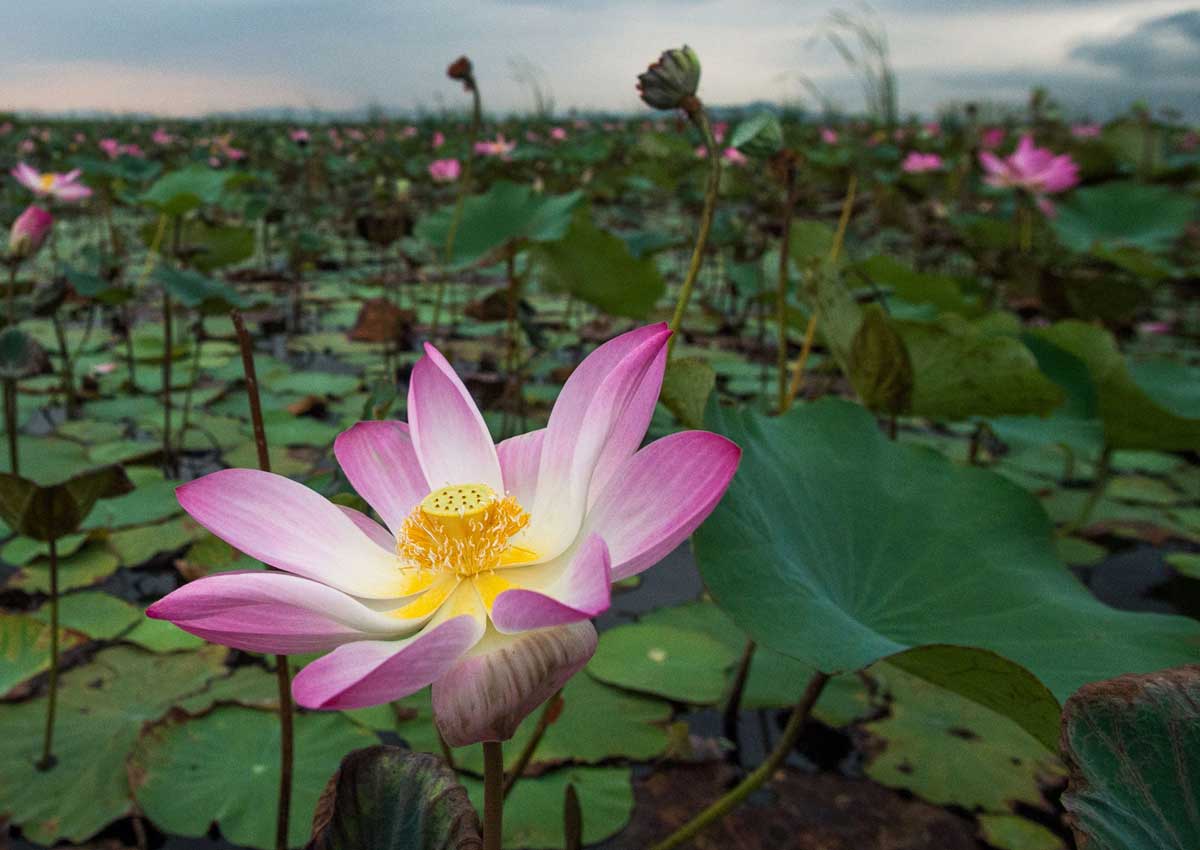 Шампунь thai lotus