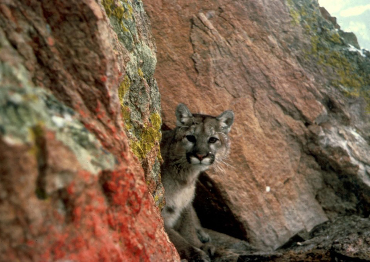 Probe Into Rare Cougar Attack In US That Left One Dead, World News ...