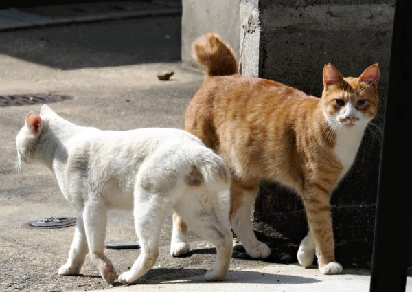 Kenapa Kucing Di Asia Kebanyakannya Berekor Pendek Dan Bersimpul 