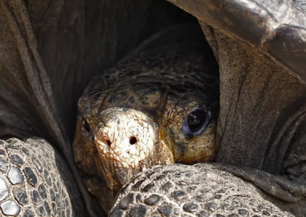 She lives! Giant tortoise thought extinct for a century is found alive ...