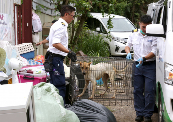 Animal shelter nightmare in Hong Kong: Inspectors discover 36 dead cats