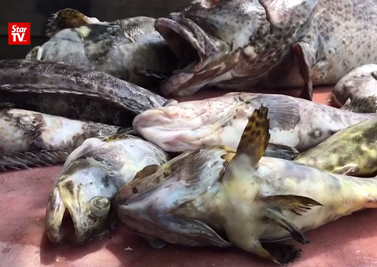 Penang fish breeders suffer heavy losses from water ...