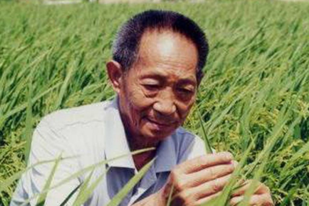 Yuan Longping, the man who helped feed China, dies at 91, China News ...