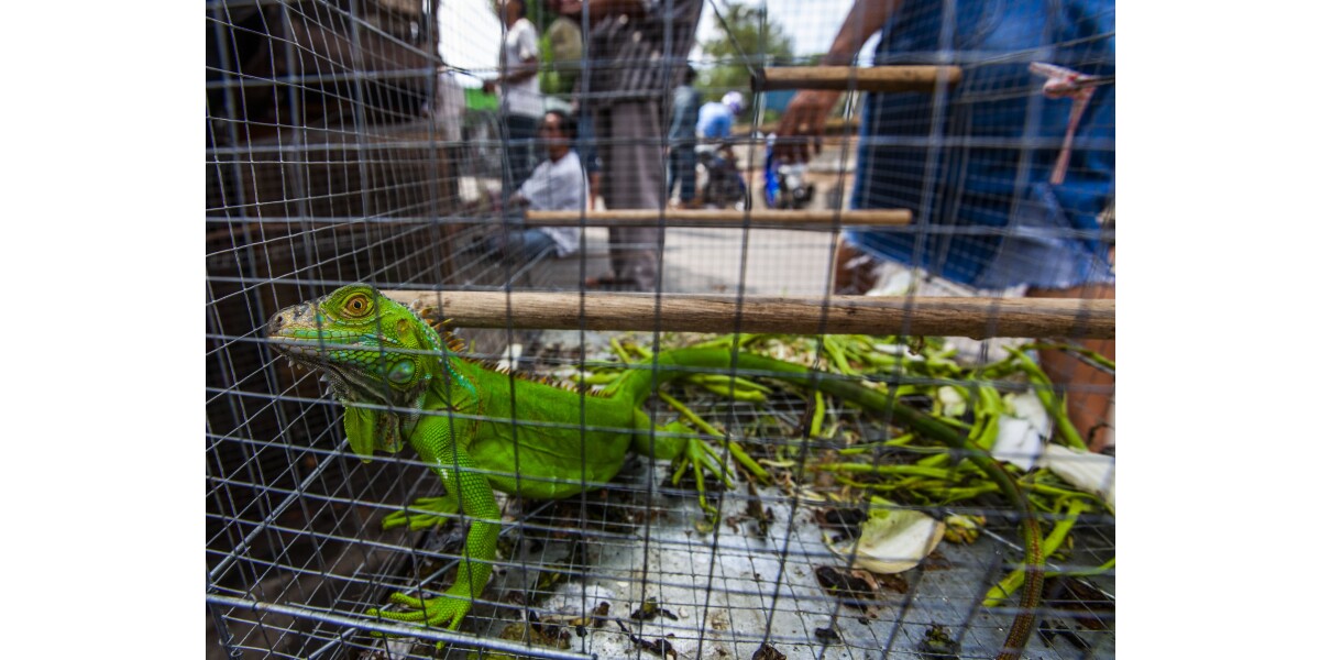 "Wild, Threatened, Farmed: Hong Kong’s Invisible Pets", A Report By The ...