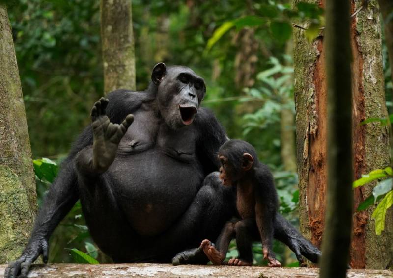 Grunt, hoo, pant, scream: Chimps use complex vocal communication, World ...