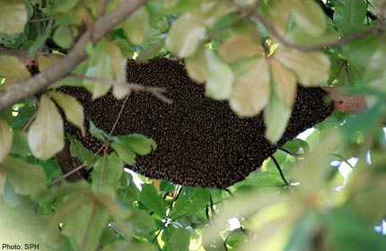 Man Survives 500 To 1,000 Stings By Swarming Arizona Bees, World News ...