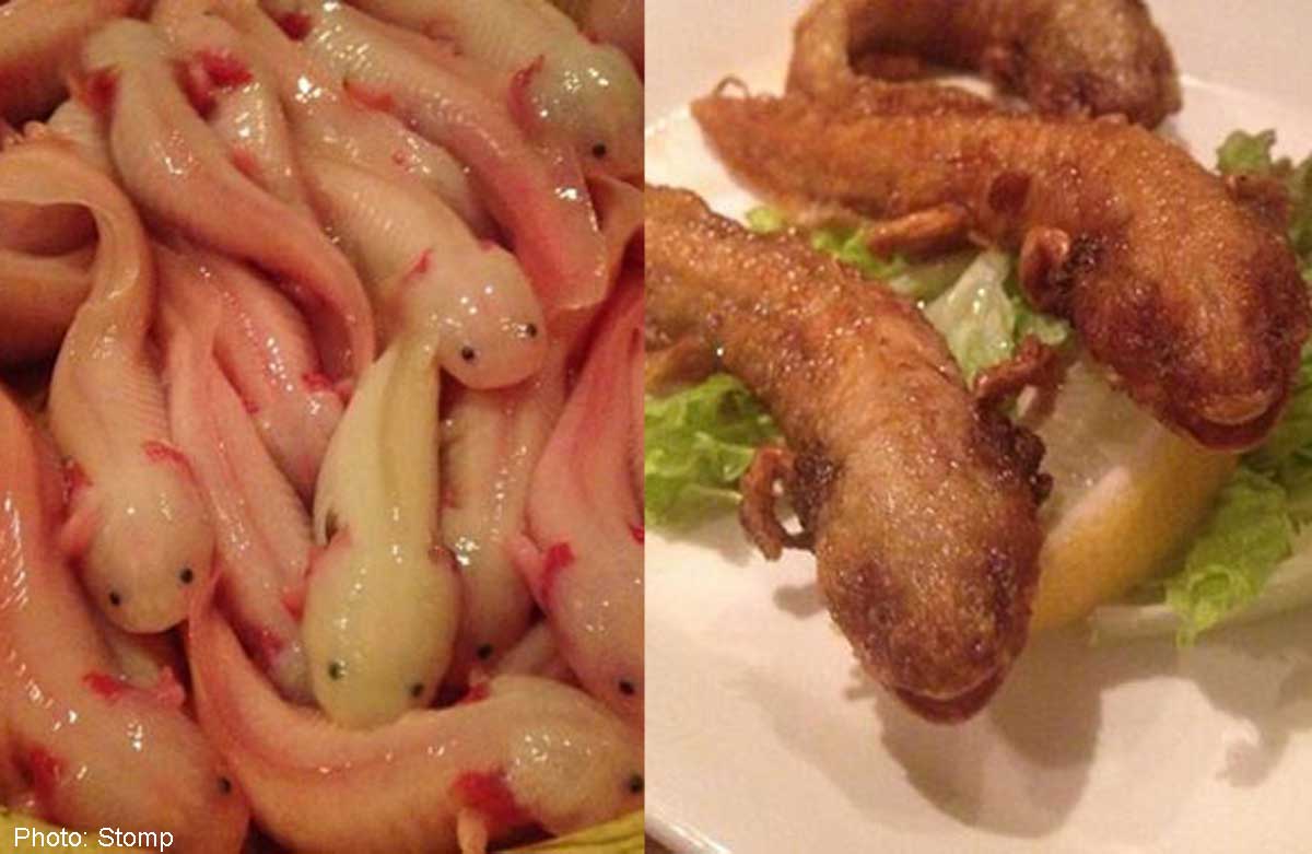 Do you have the stomach for this? Japanese restaurant serves axolotl