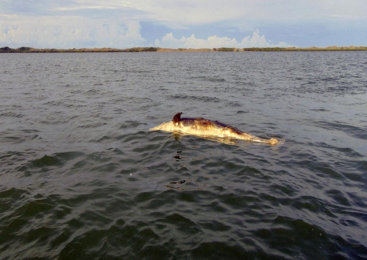 Dolphin deaths during US Navy sonar exercise being investigated, World