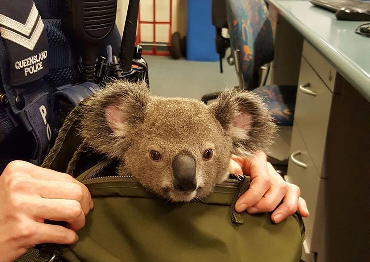 коала с детенышем в сумке фото