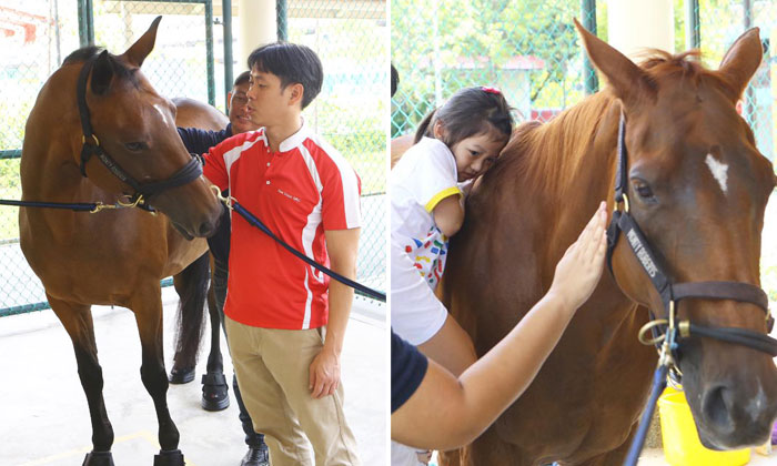 Mp Louis Ng Reveals The Beautiful Reason Why There Are Horses In Yishun Singapore News Asiaone
