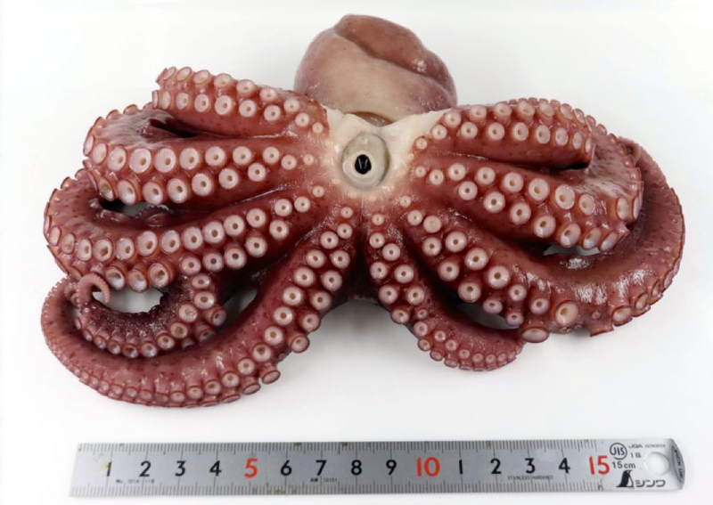 '9-legged octopus' found in northern Japan, Asia News ...