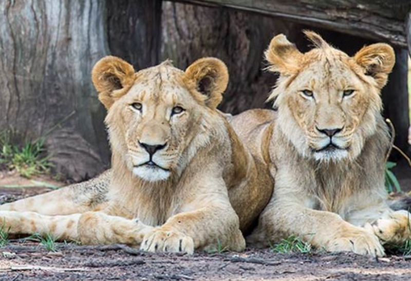 Lions returned to enclosure at Sydney Zoo after escaping, World News ...