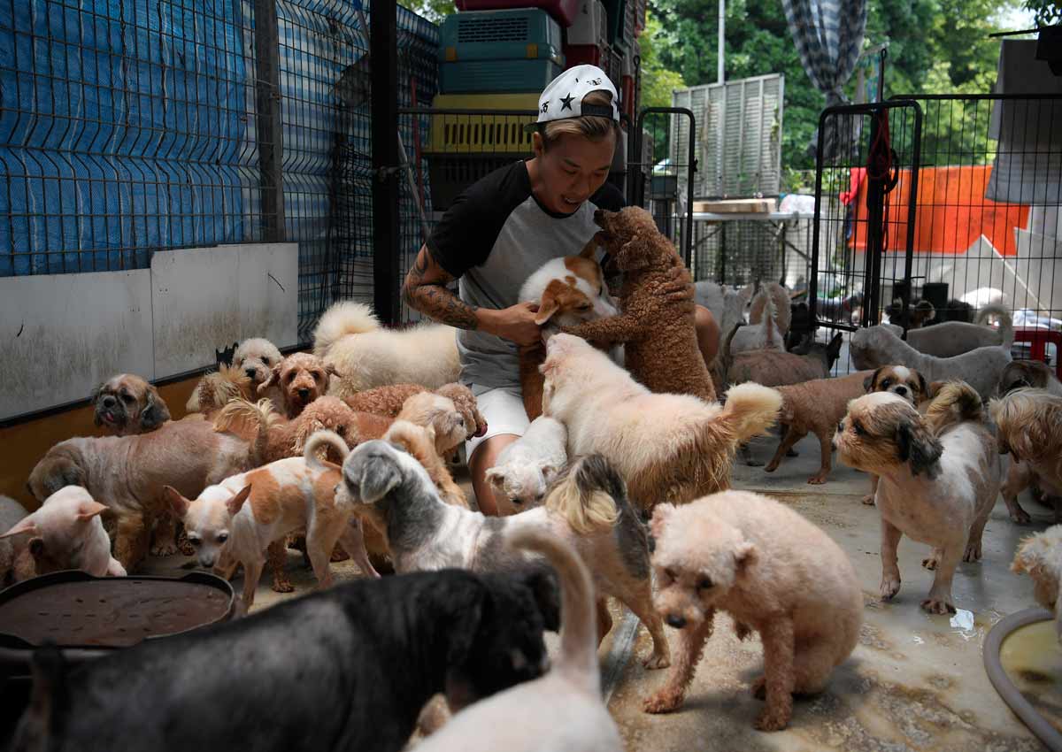 Animal shelters in Pasir Ris to move by end-2017, Singapore News - AsiaOne