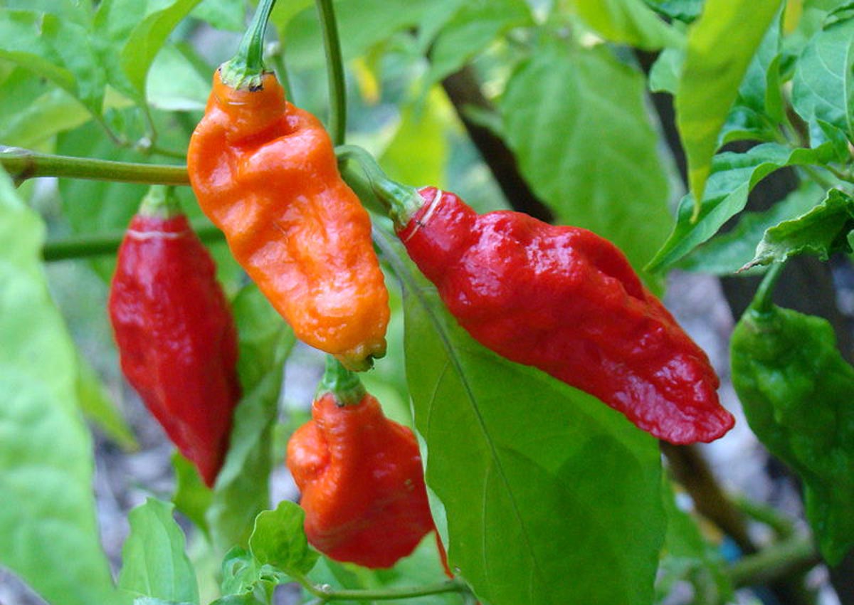 Man Gets 2 5cm Tear In Oesophagus After Eating Ghost Pepper Health News Asiaone