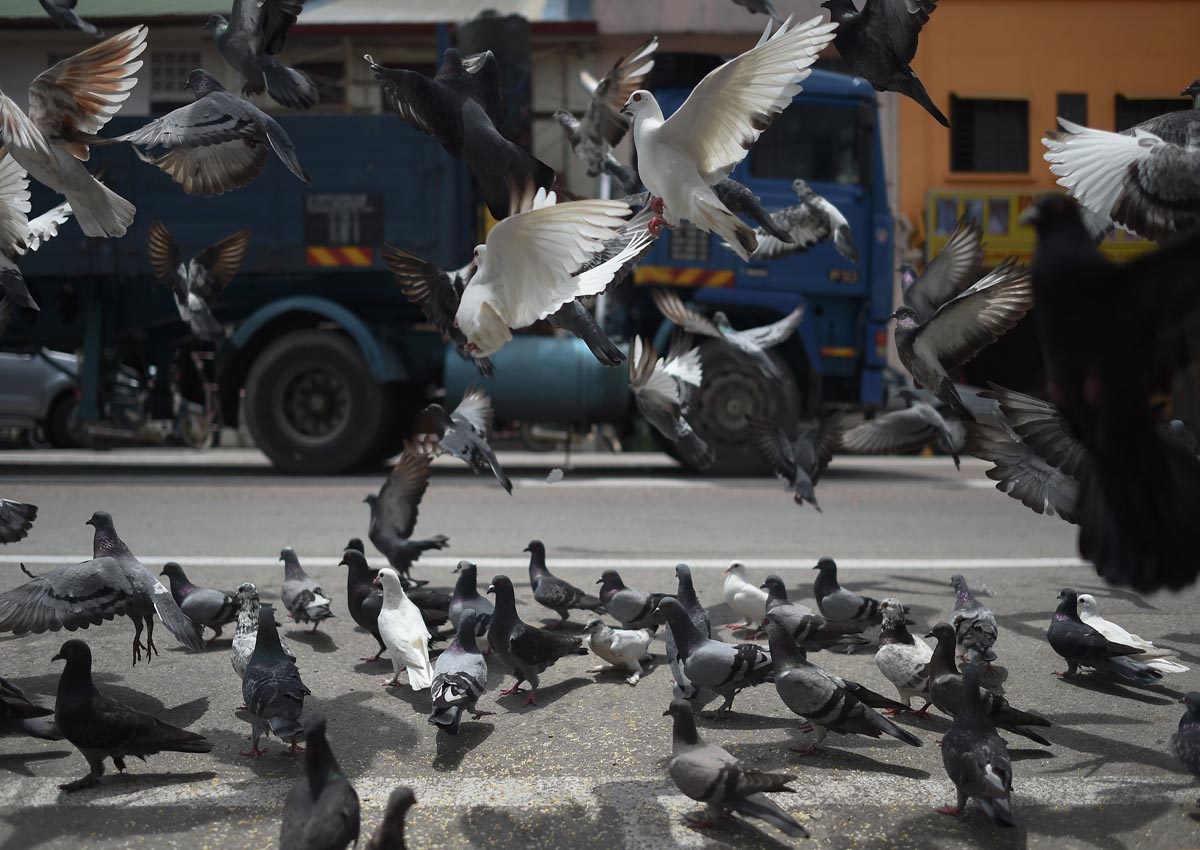 Pigeons create flutter amid heightened India-Pakistan tensions, Asia ...