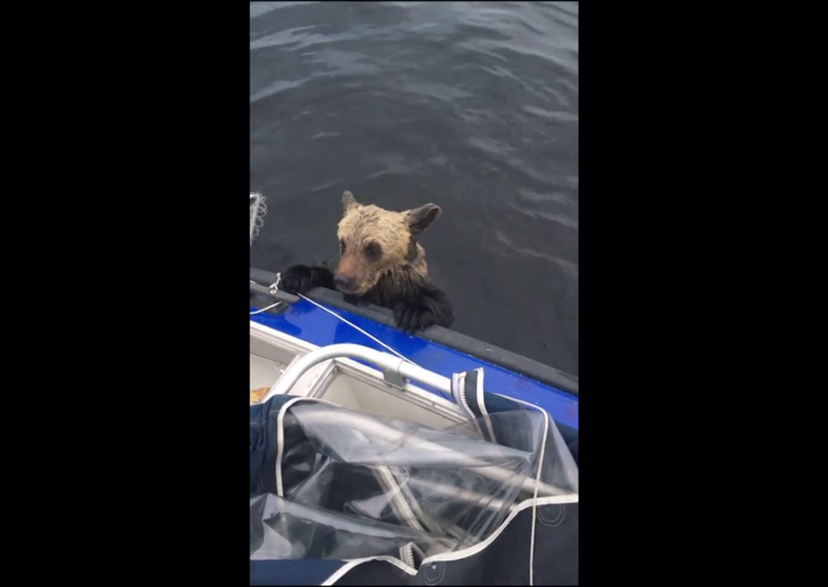 WATCH Fishermen rescue 2 drowning bear cubs from jaws of death in