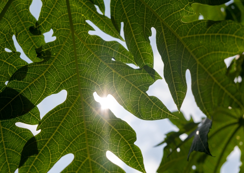 Dengue Prevention And Recovery Benefits Of Consuming Papaya Leaf Juice Lifestyle News Asiaone