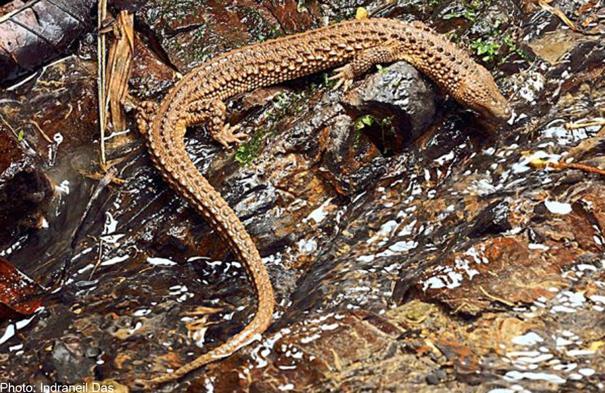 Калимантанский безухий варан. Earless Monitor Lizard. Najash rionegrina.