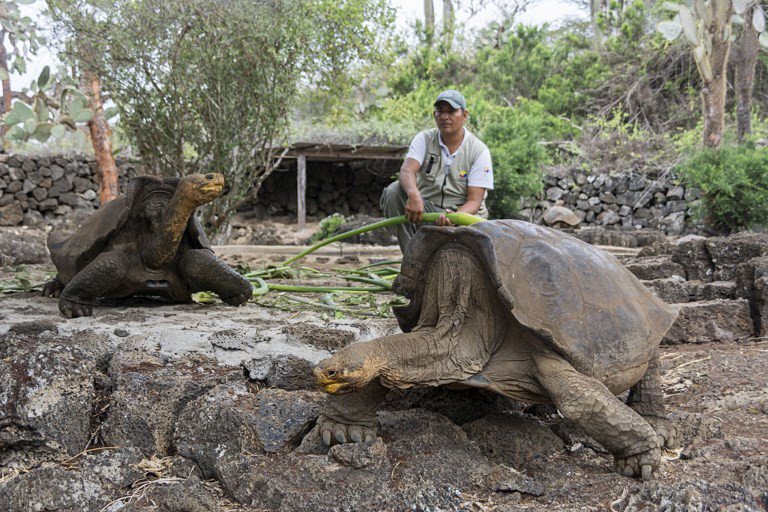 'Extinct' giant tortoise to be bred in captivity, World News - AsiaOne