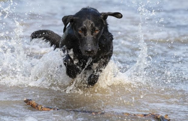 'Dead' dog saves man from 50-year jail term, World News - AsiaOne